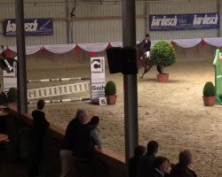 jumper Sensation 33 (Holsteiner, 2007, from Caretino)