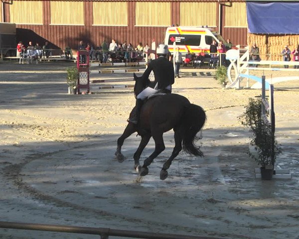 Reitturnier Herxheim 2020