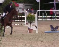 jumper Carry Harry (Oldenburg, 2004, from Carry Gold)
