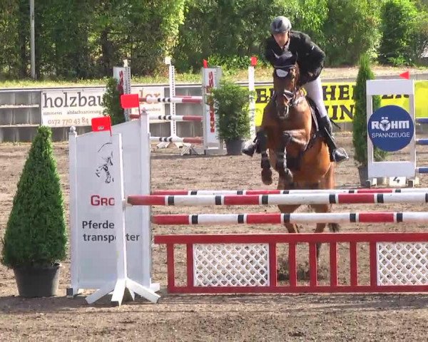 jumper Allenstein 32 (Westphalian, 2008, from Arpeggio)