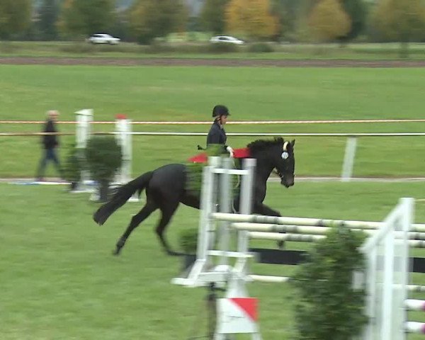 Reitturnier Bad Windsheim/Mfr. 2020