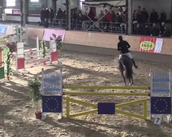 broodmare Noblesse 242 (Zangersheide riding horse, 2005, from Nonstop)