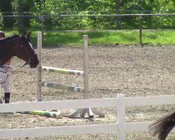 jumper Cselszi (Hungarian Warmblood, 2003, from Justboy)
