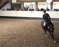 jumper Quintessa 31 (Oldenburg show jumper, 2008, from Quintender 2)