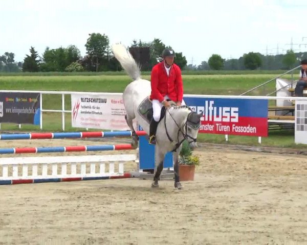 Springpferd Strolch S (Württemberger, 2008, von Stakkatol)