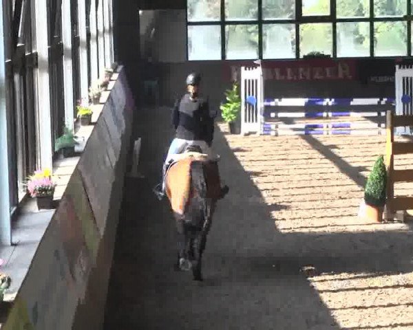 jumper Navy 9 (Zweibrücken, 2009, from Newton)