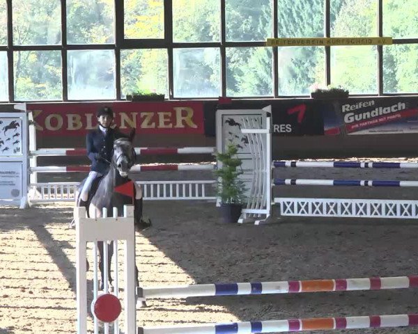 jumper Comanchy D (Zweibrücken, 2009, from Cicero Z van Paemel)