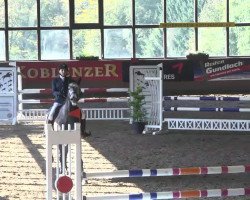 jumper Comanchy D (Zweibrücken, 2009, from Cicero Z van Paemel)
