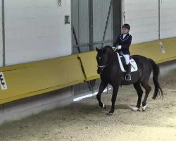 dressage horse Don Vito 18 (Westphalian, 1999, from Danny de Vito 2)