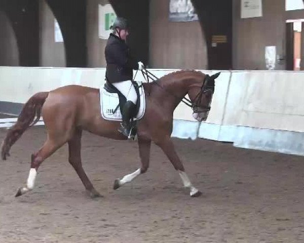 dressage horse Scorofino (Hanoverian, 2009, from Scolari)