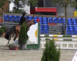 jumper Stakano (Belgian Warmblood, 2008, from Stakkato)