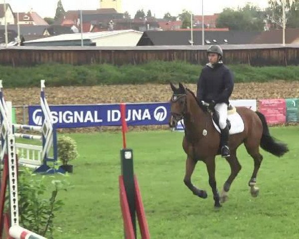 jumper Limbo 165 (Oldenburg show jumper, 2009, from Lordanos)