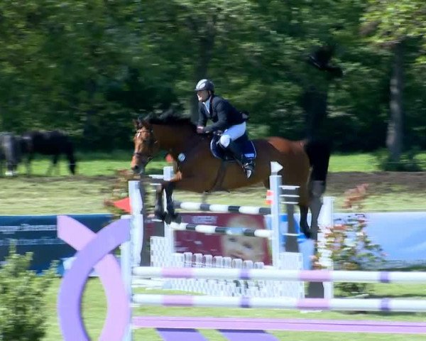 jumper Burggraaf (KWPN (Royal Dutch Sporthorse), 2006, from Burggraaf)