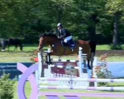 Springpferd Burggraaf (KWPN (Niederländisches Warmblut), 2006, von Burggraaf)