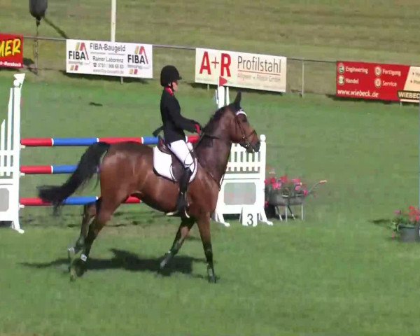 jumper FBW Absolut Albert (Württemberger, 2005, from Abke 4)