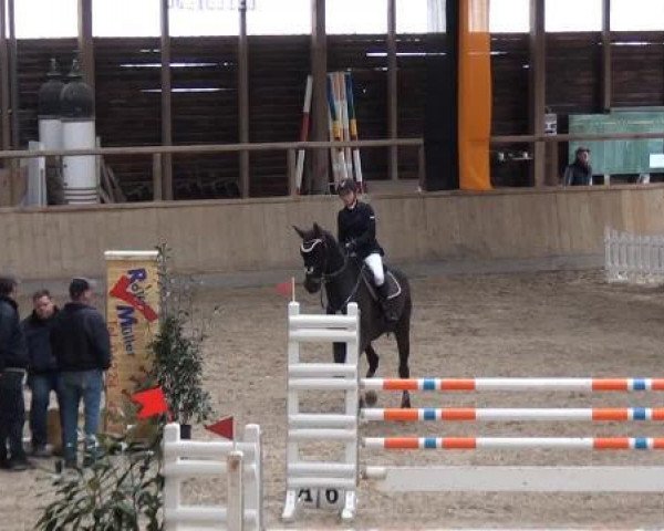 jumper Cabu Dhabi (Oldenburg, 2006, from Converter I)