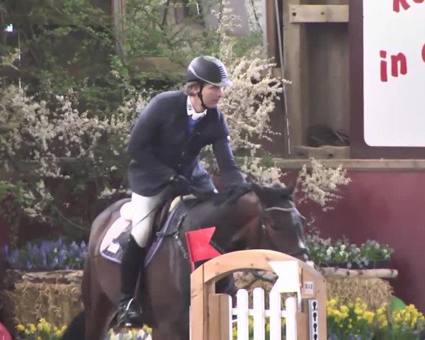 broodmare Energy N (Hanoverian, 2007, from Escudo I)