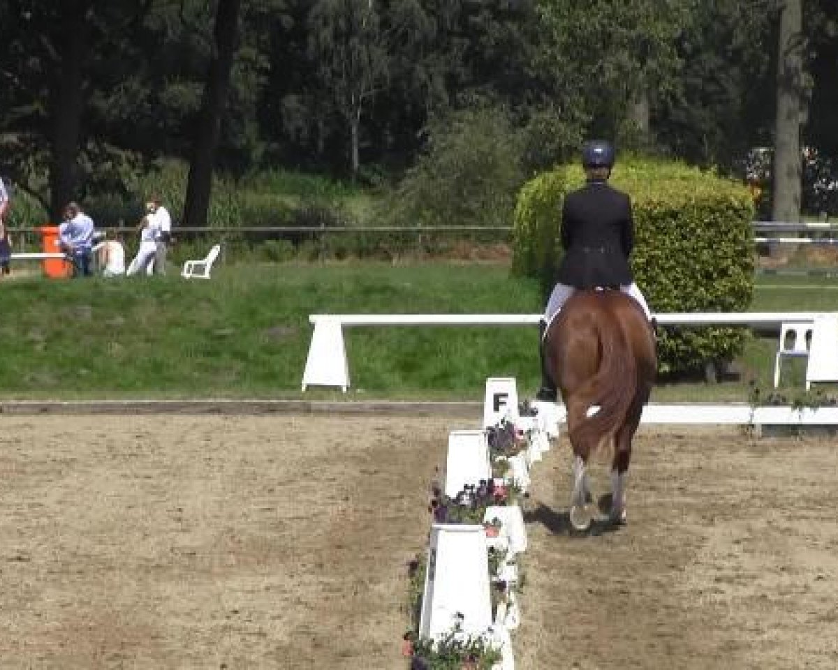 dressage horse Bella Colori (Hanoverian, 2008, from Belissimo NRW)