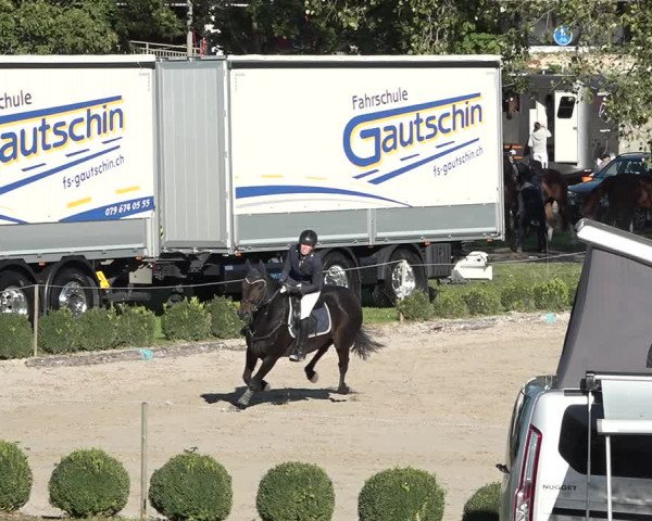 Reitturnier Basel Schänzli 2020