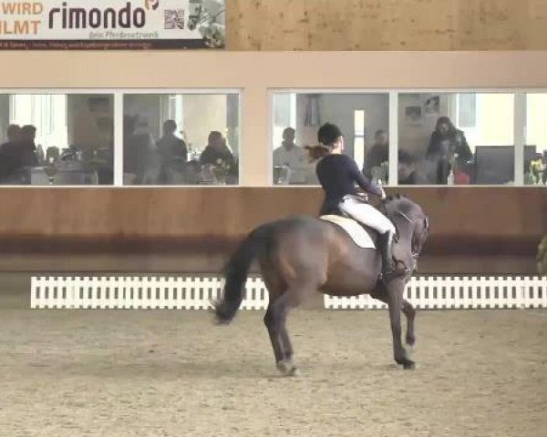 jumper Carlchen 74 (Hanoverian, 2008, from Kaiserkult TSF)