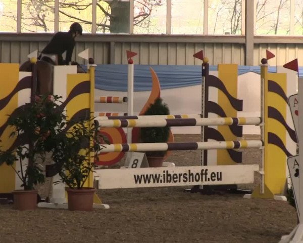 Springpferd Comtessa 122 (Hannoveraner, 2009, von Comte)