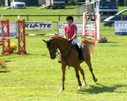 jumper Cajou 13 (Hanoverian, 2009, from Catoki)
