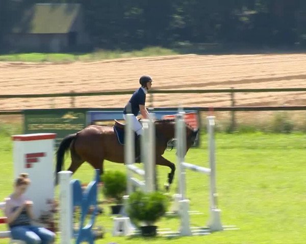 broodmare Carrica 4 (Oldenburg show jumper, 2010, from Carrico)