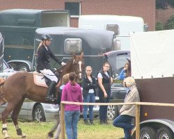 broodmare Ehrmira (Oldenburg, 2007, from Sungold 2)