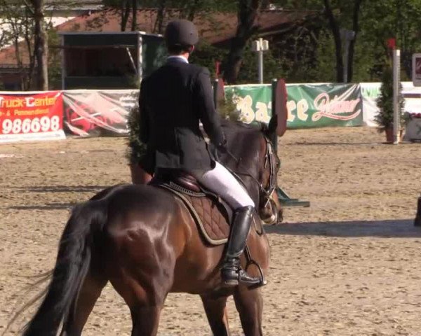 horse Dennis 91 (unknown,  , from Colandro)