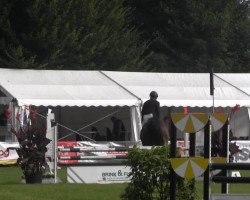 jumper Carmelo (Holsteiner, 2009, from Cachas)