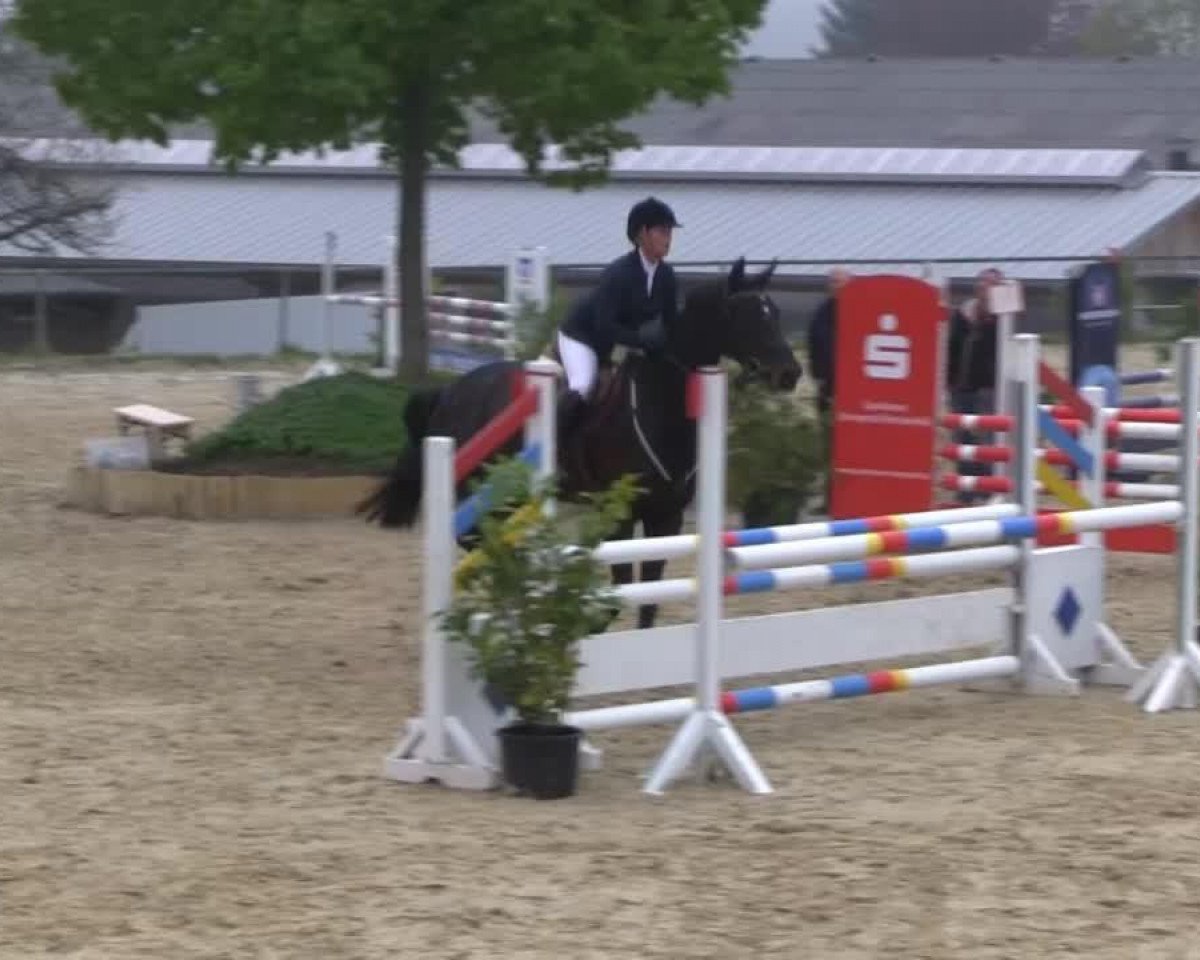 Springpferd Count on me 10 (Westfale, 2009, von Cosmo-Pilot)