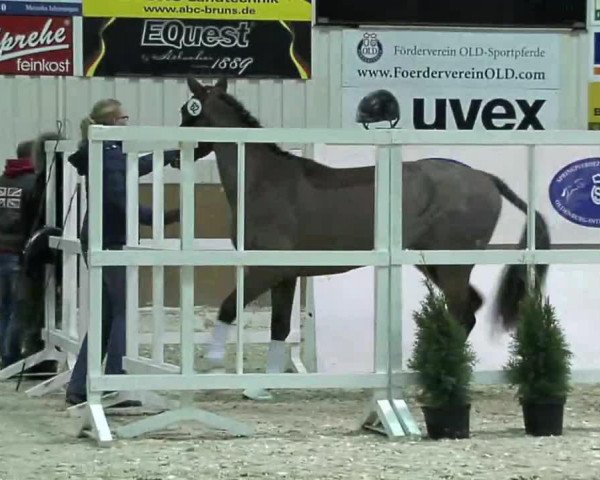 jumper Sera (Oldenburg show jumper, 2011, from Stakkato) jumper Sera (Oldenburg show jumper, 2011, from Stakkato)