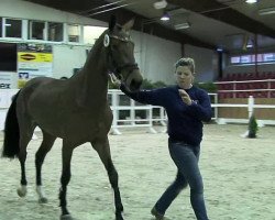 jumper Diadien (Oldenburg show jumper, 2011, from Diarado)