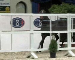 horse Stute von Conthargos (Oldenburg, 2010, from Conthargos)