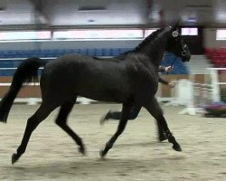 Springpferd Delius A (Oldenburger Springpferd, 2010, von Diarado)