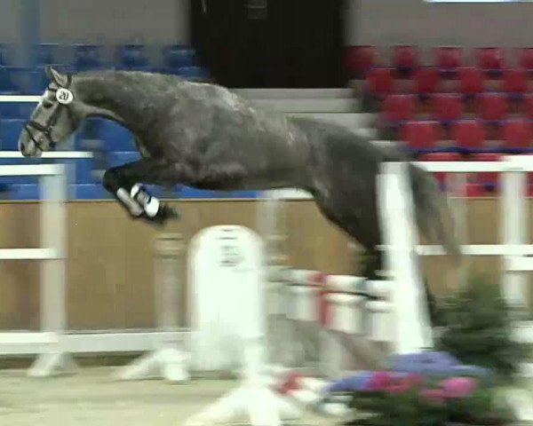 Springpferd Calivaro H (Oldenburger Springpferd, 2010, von Camax L)