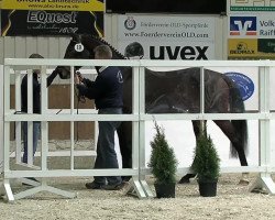 horse Calipso 85 (Oldenburg, 2010, from Cornet's Prinz)