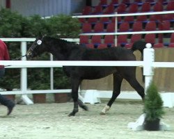 jumper Toto (German Riding Pony, 2011, from Timesquare)