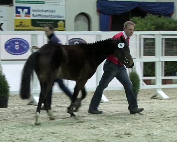 horse A Fleur (German Riding Pony, 2011, from Makuna Matata WE)