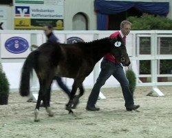 horse A Fleur (German Riding Pony, 2011, from Makuna Matata WE)