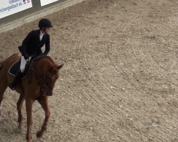 Springpferd Cornell de Muze (KWPN (Niederländisches Warmblut), 2007, von Triomphe de Muze)