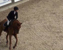 jumper Cornell de Muze (KWPN (Royal Dutch Sporthorse), 2007, from Triomphe de Muze)