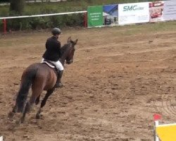 jumper Step up 2 (Hanoverian, 2006, from Salito)