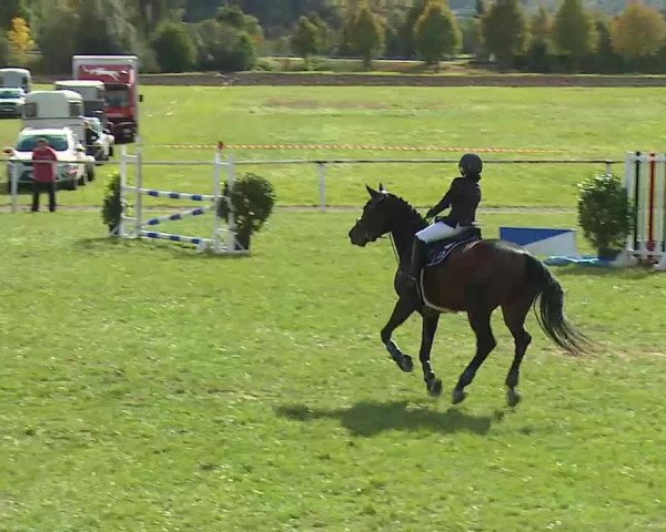 Reitturnier Bad Windsheim/Mfr. 2020