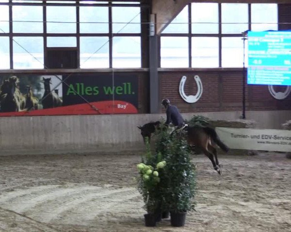 jumper Camargue 3 (KWPN (Royal Dutch Sporthorse), 2009, from Cicero Z van Paemel) jumper Camargue 3 (KWPN (Royal Dutch Sporthorse), 2009, from Cicero Z van Paemel)