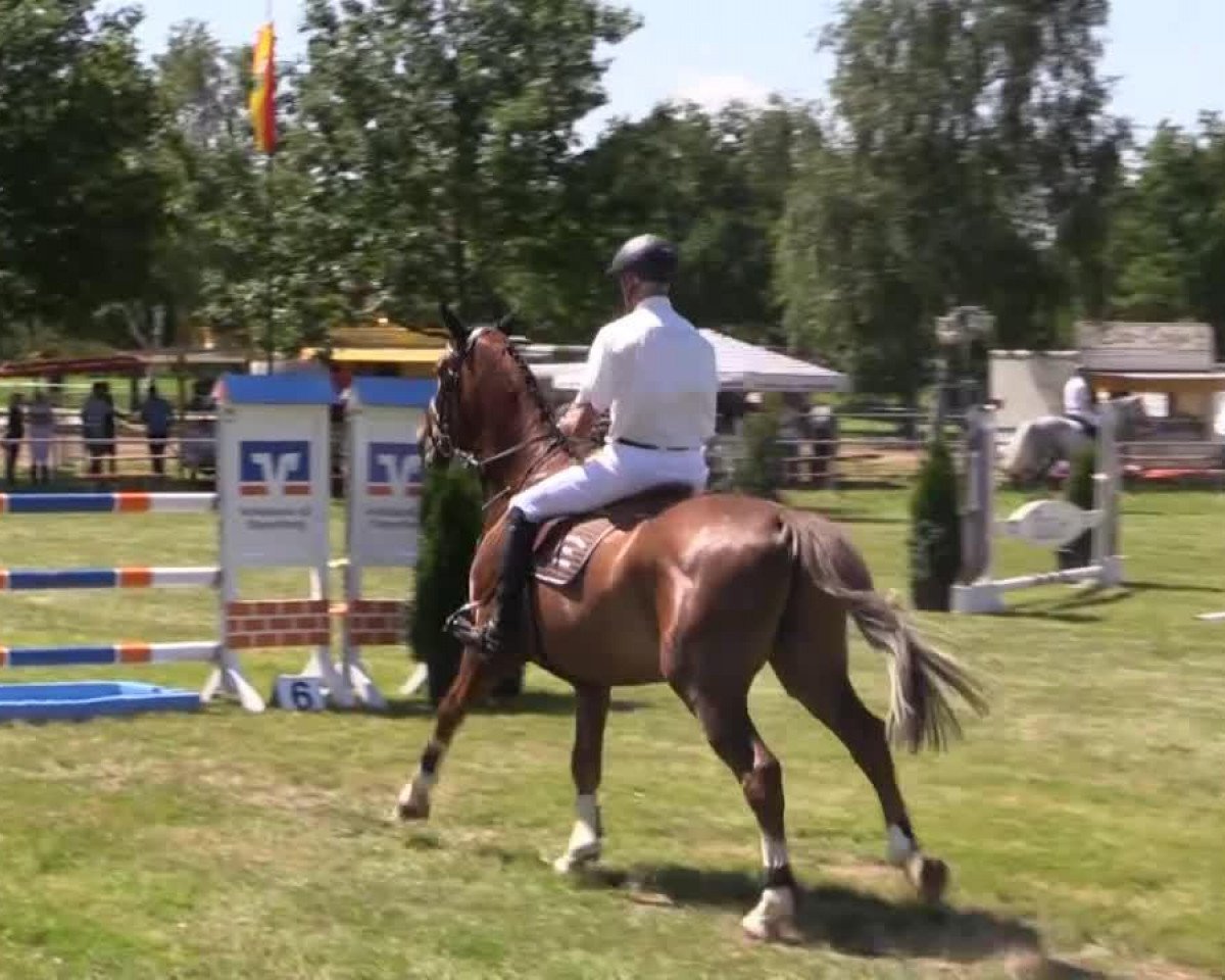 Springpferd Chivas 56 (Hannoveraner, 2009, von Cento)