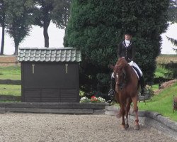 dressage horse Mr. Wilson 4 (Hanoverian, 1998, from Wolkentanz I)