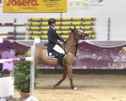Springpferd L'Amour 105 (Mecklenburger, 2008, von Le Tot de Semilly)