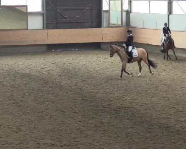 broodmare Donnerzauber 4 (German Riding Pony, 2010, from Donnerwetter)