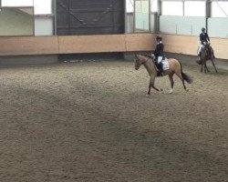 Zuchtstute Donnerzauber 4 (Deutsches Reitpony, 2010, von Donnerwetter)